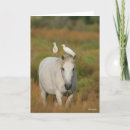 Recherche de cheval camargue cartes invitations Animal