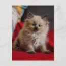 Recherche de de chat siamois cartes postales Animal de compagnie