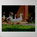 Recherche de oie de m art Oiseau