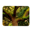 Zoek naar eiken magneten Niemand