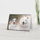 Zoek naar shetland kaarten Dog