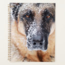 Recherche de berger bureau fournitures Hiver