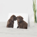 Recherche de chocolat labrador retriever vœux cartes Animal