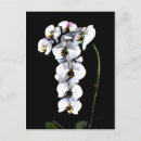 Recherche de orchidée noire cartes postales Orchidées