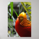 Recherche de faisan posters Animaux