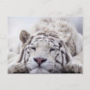Recherche de tigre blanc cartes postales Gros chat