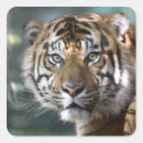 Recherche de panthera autocollants Tigre