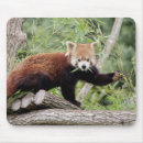 Recherche de panda rouge tapis souris Animaux