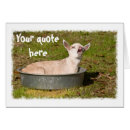 Zoek naar geit Babygoat