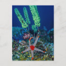 Recherche de raja cartes postales Superstock