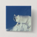Recherche de renard arctique badges Hiver