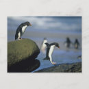 Recherche de schafer de kevin cartes postales Oiseau