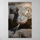Zoek naar komodo dragon kunst Reptiel