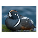 Zoek naar harlequin kunst Vogel