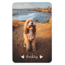 Recherche de chat blanc magnets Mignon