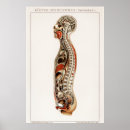 Zoek naar anatomisch hart kunst Dokter