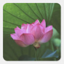 Recherche de lotus rose autocollants Beauté