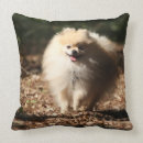 Recherche de spitz coussins Pomeranian