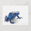 Recherche de dendrobates posters Assis