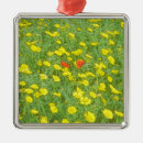 Recherche de plantes fleurissants ornements Floral