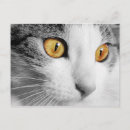 Recherche de chats gris cartes postales Chat gris et blanc