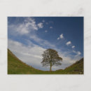 Zoek naar sycamore briefkaarten Boom