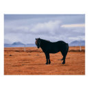 Recherche de poney islandais posters Icélandic