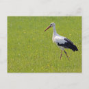 Recherche de cigognes cartes postales Oiseau