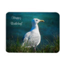 Recherche de mouettes magnets Faune