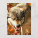 Recherche de portrait de loup cartes postales Nature