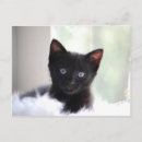 Recherche de domestique cartes postales Chat