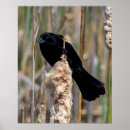 Zoek naar merels posters Vogels