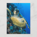 Recherche de mer rouge cartes postales Sable