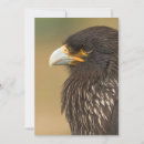 Recherche de oiseau de proie invitations Pour tous