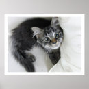 Zoek naar langharige kat kunst Katje