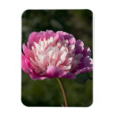 Recherche de pivoine magnets Rose