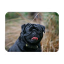 Recherche de carlin noir magnets Dog