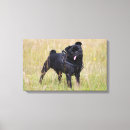 Zoek naar black pug kunst Mops