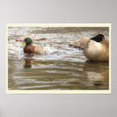 Zoek naar eend gans kunst Dieren