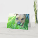 Recherche de xena Chien