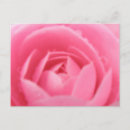 Recherche de camélias cartes postales Fleur