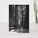 Recherche de séquoia vœux cartes Photographie