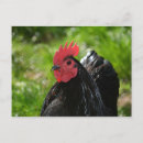 Zoek naar huhn posters Vogel