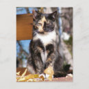 Recherche de coquille de tortue cartes postales Animal