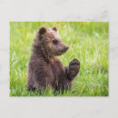 Recherche de ours bébé cartes postales Mignonette