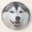 Recherche de chien enroué Chien de traîneau sibérien