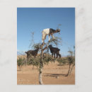 Zoek naar grappige geiten briefkaarten Dieren