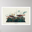 Zoek naar fox kunst Vogels