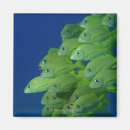 Recherche de animaux marins magnets Nature