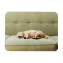 Recherche de goldene retriever magnete Chien